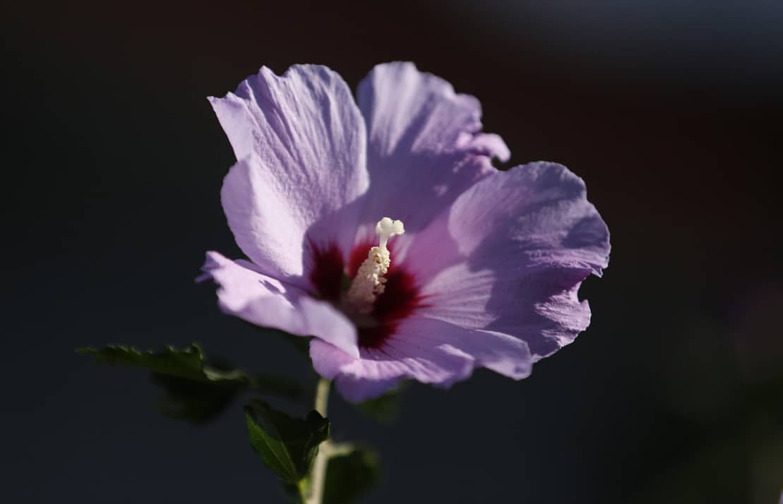 Hibiscus Vivace: Un Choix Éclatant pour le Jardin