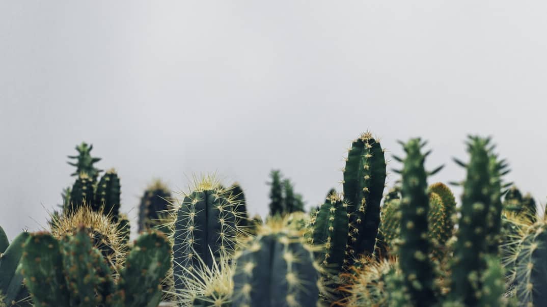 Les Meilleures Variétés de Cactus à Cultiver