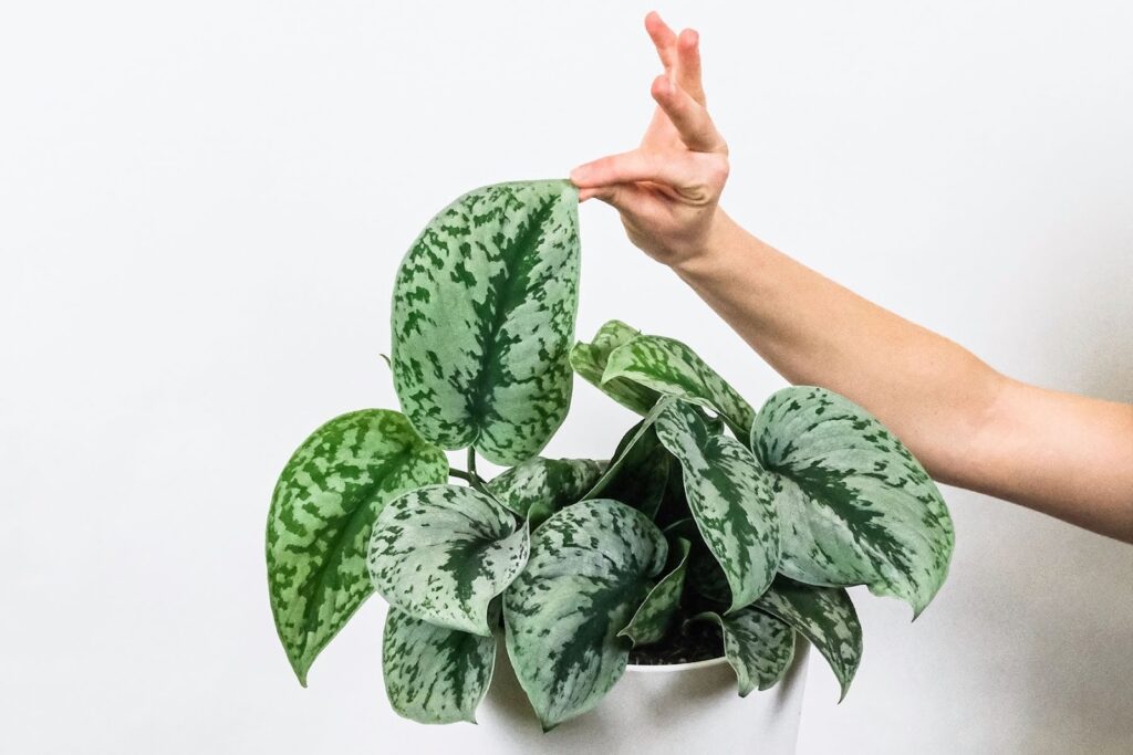 main féminine tenant une feuille de scindapsus exotica dans un pot et un cache-pot en céramique