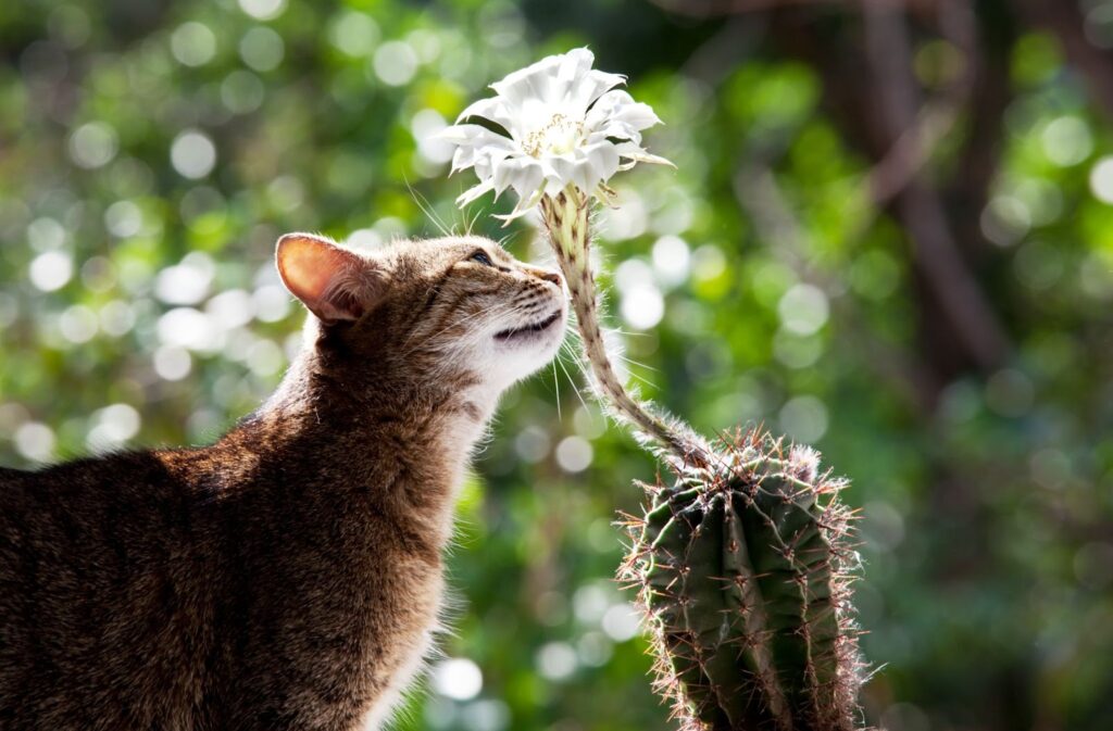 Cat and cactus flower