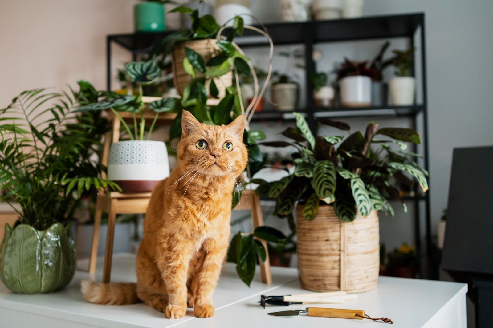 Cat on table with plants around