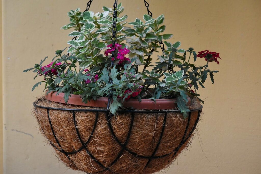 plante d'intérieur dans un pot en céramique et cachepot
