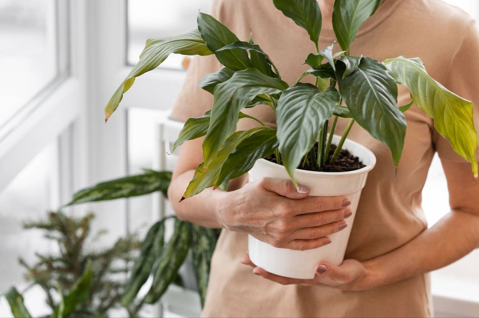 Woman holding pot of indoor plant