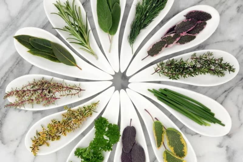 Des herbes médicinales sur une assiette