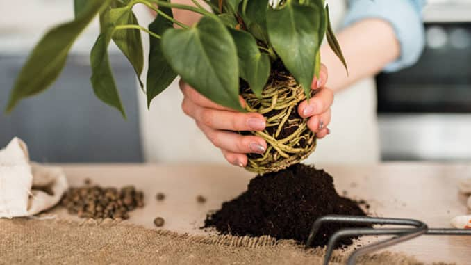 Un homme transplante une plante