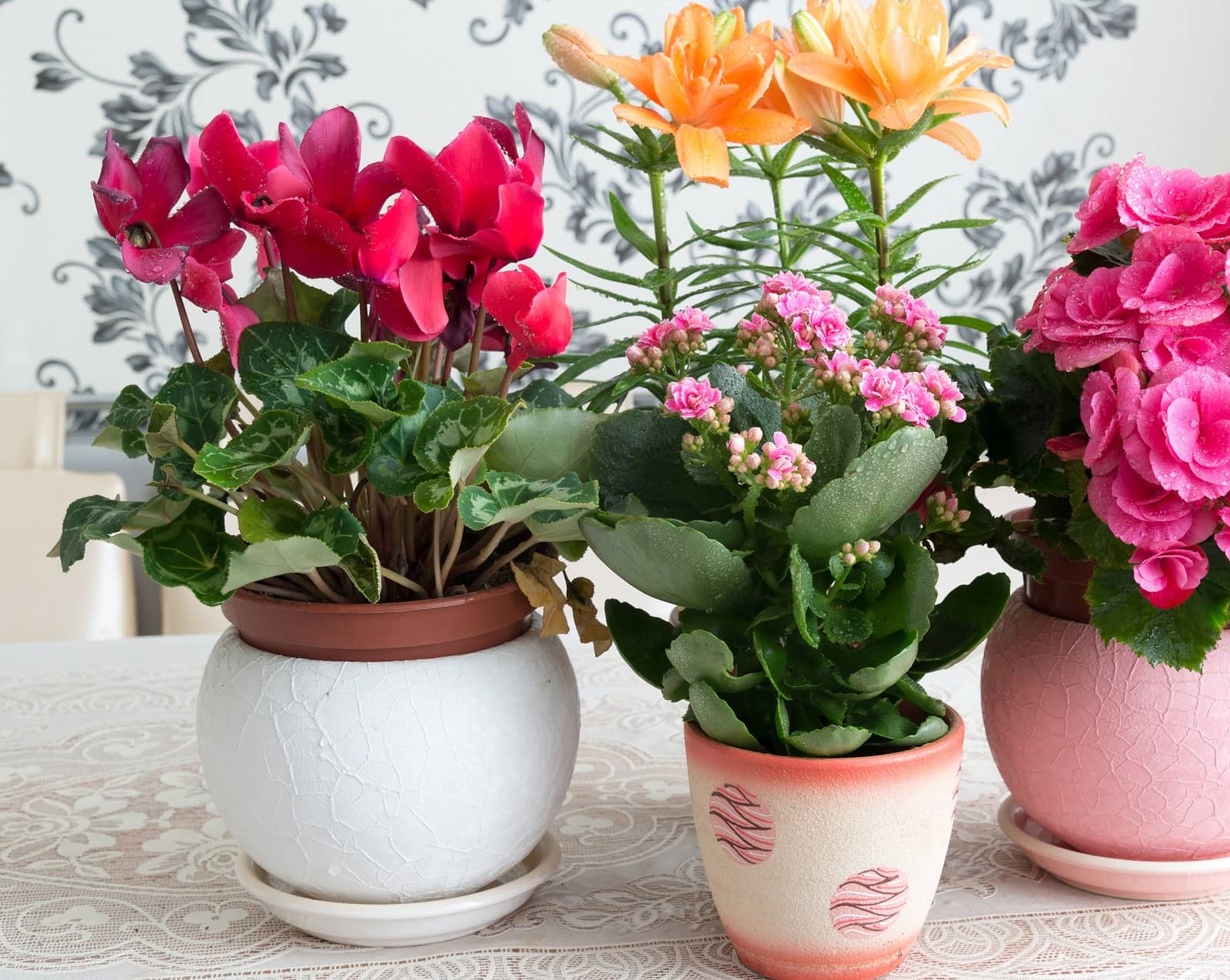 Les fleurs en pot sont placées dans des pots