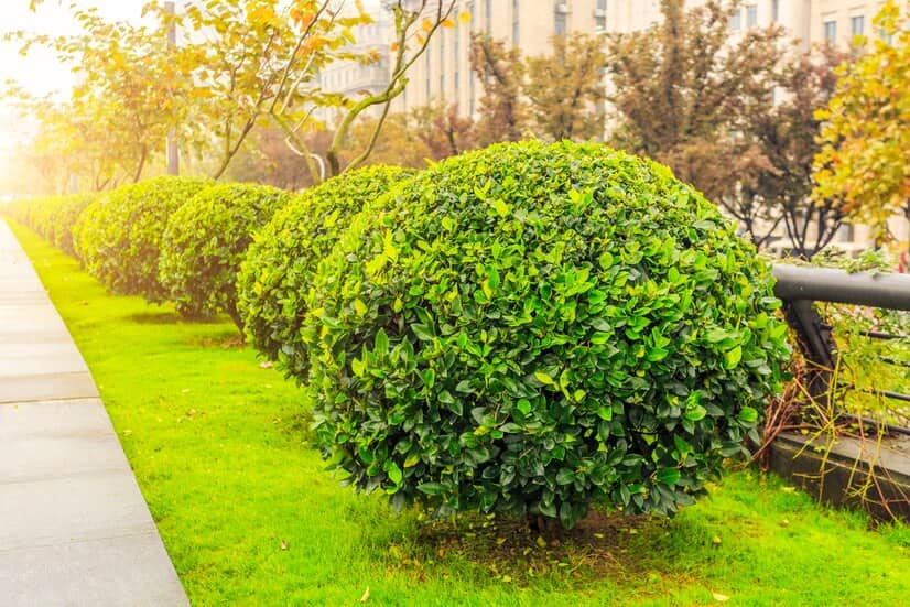 Allée D'arbres Feuillus