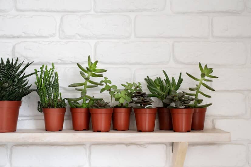 Petites Plantes D'intérieur en Pots