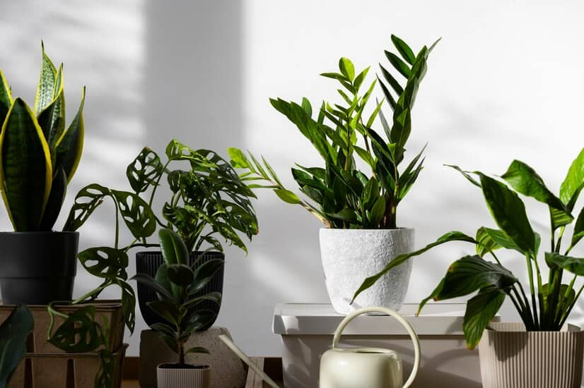 Faux Zamier et Autres Plantes en Intérieur