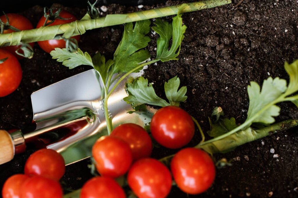 Vue de dessus des tomates avec terre et spatule