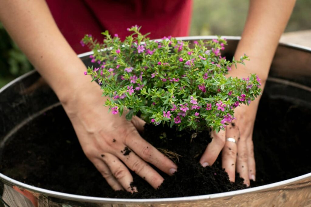 Gros plan sur le processus de transplantation de plantes