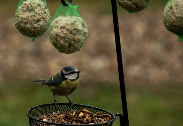 DIY: Boules de Graisse Oiseaux