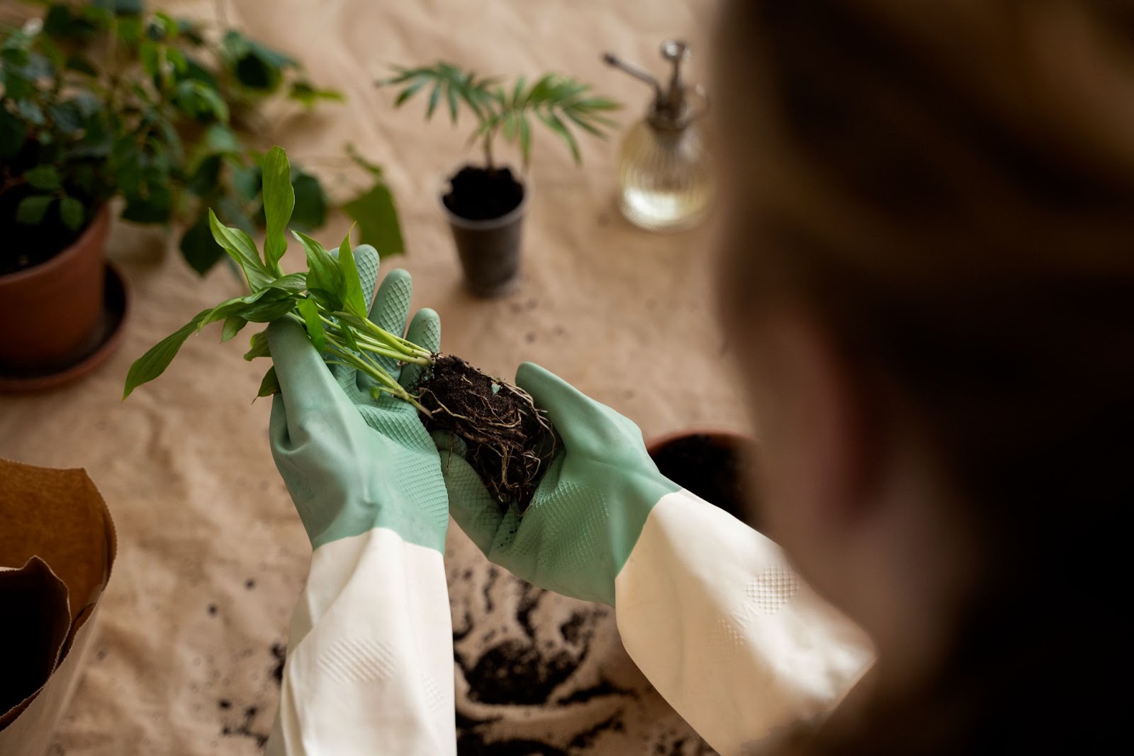 Top view of person transplanting plants in new pots