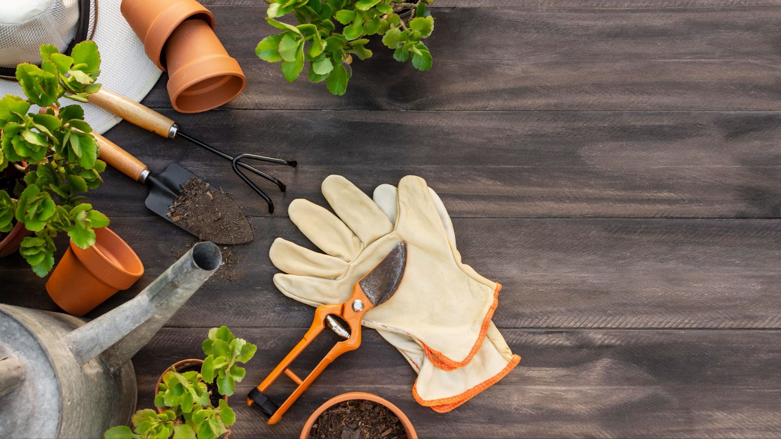 Top view of plants and gardening tools