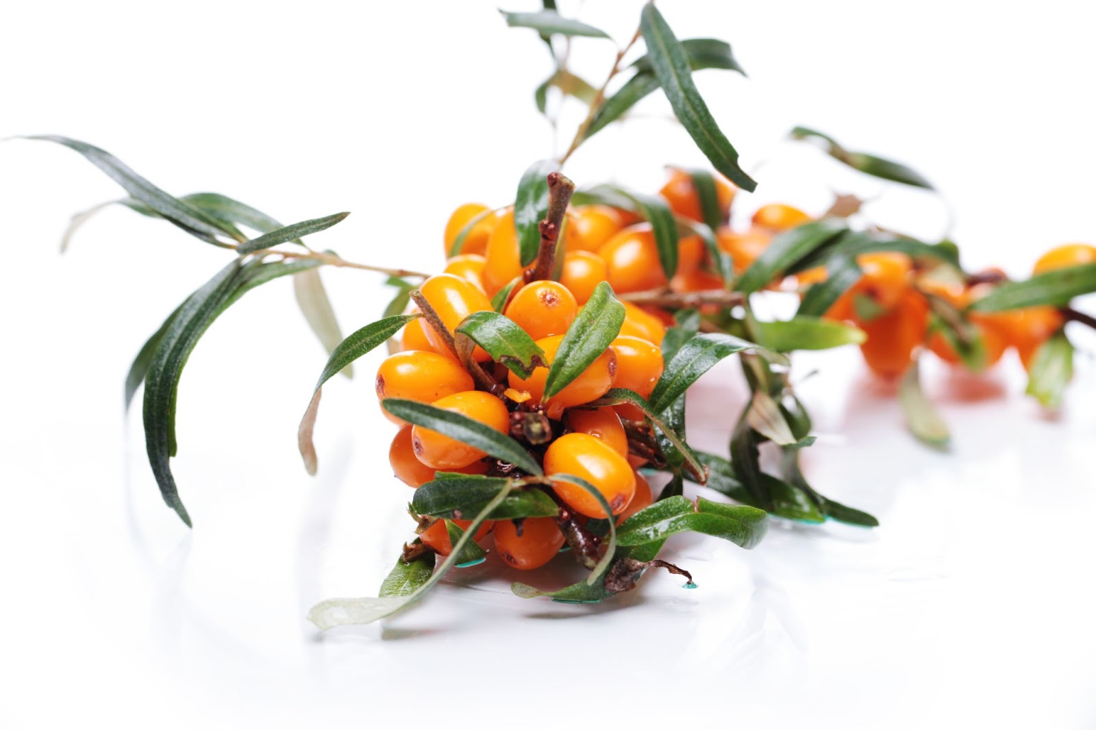 Close up of sea buckthorn over white background