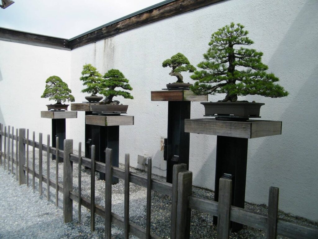 Bonsai display at National Bonsai & Penjing Museum