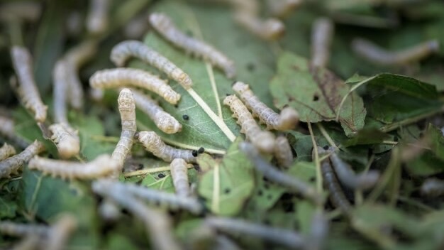 Larves blanches sur les feuilles