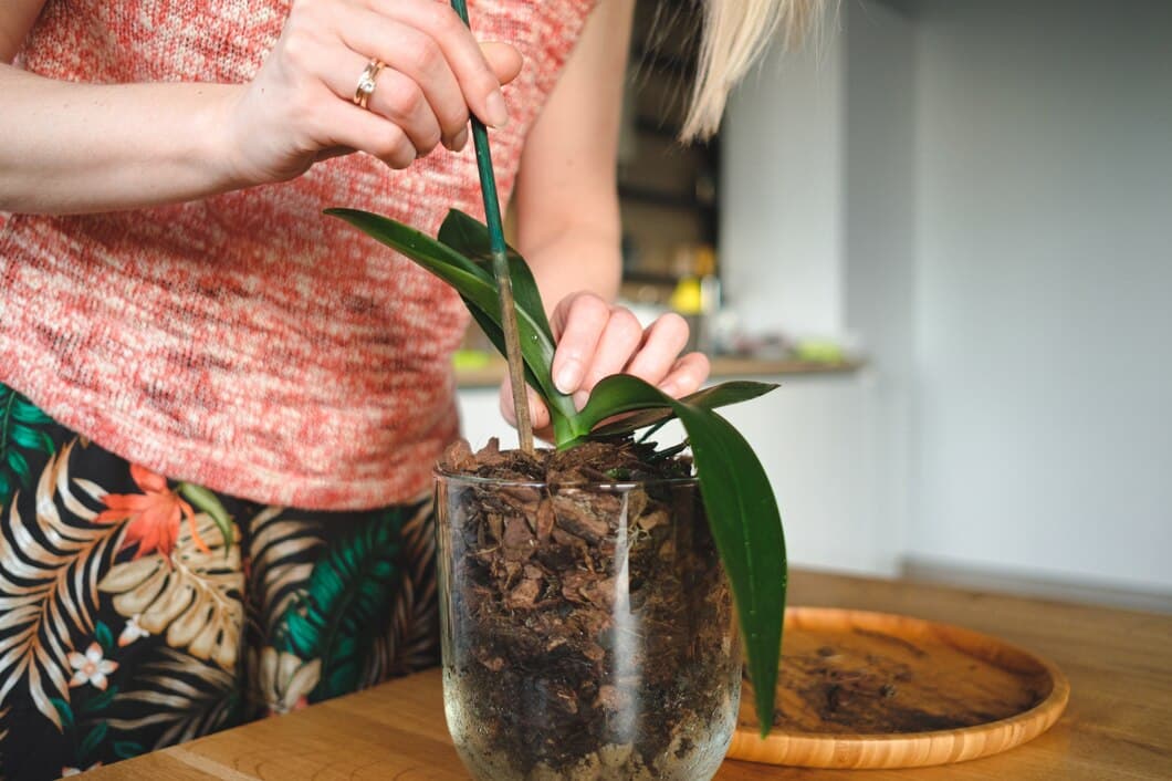 Comment choisir le pot parfait pour vos plantes d&rsquo;intérieur