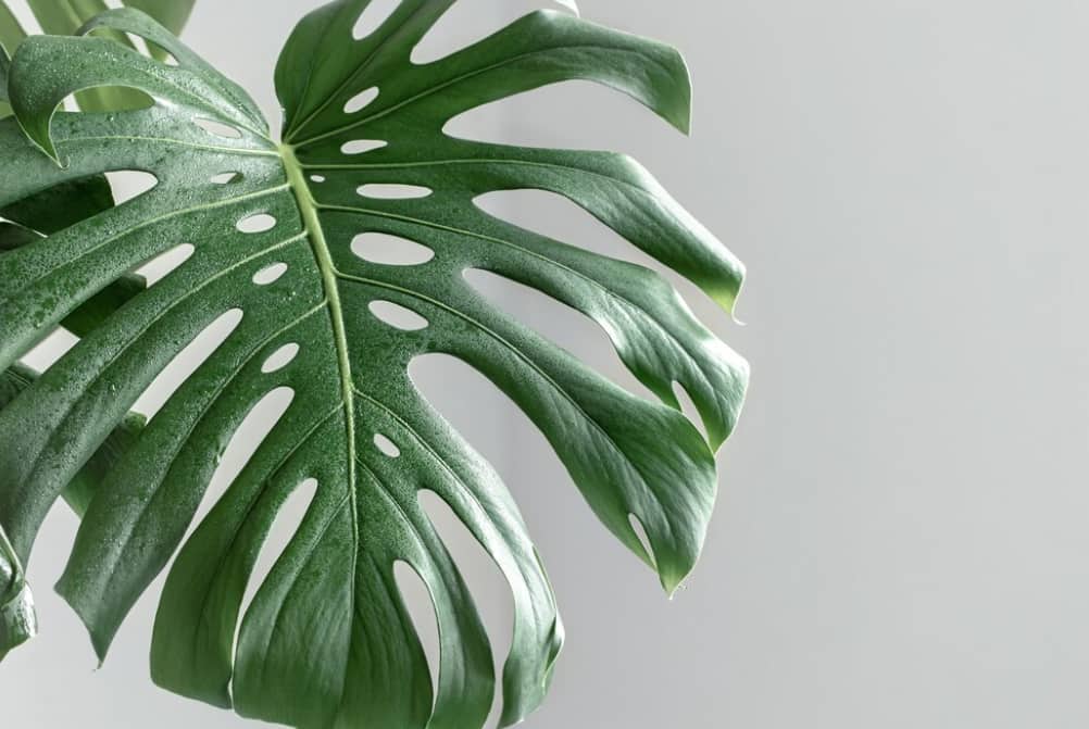 L&rsquo;Entretien Facile du Monstera Deliciosa
