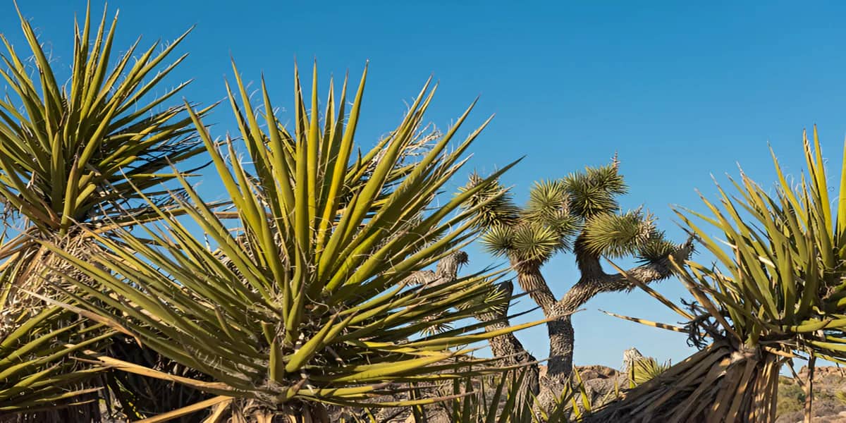 Le Yucca : Une Plante d&rsquo;Intérieur Raffinée 