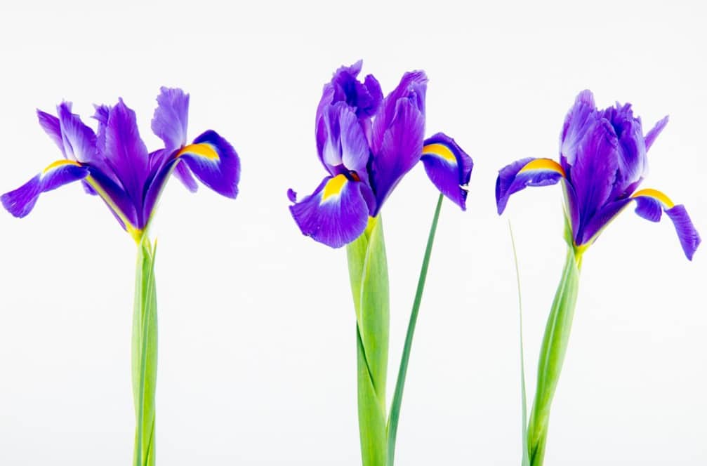 Le Fleur-de-Lys : Un Symbole d&rsquo;Identité pour le Québec 