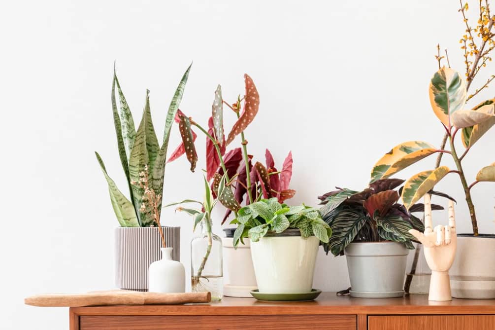 L&rsquo;heure est au retour des Caladiums cette saison !