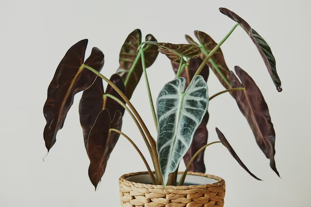 Découvrez l&rsquo;Alocasia Frydek