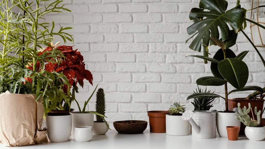 Plante d&rsquo;Intérieur qui Pousse Vite: Verdissement Rapide