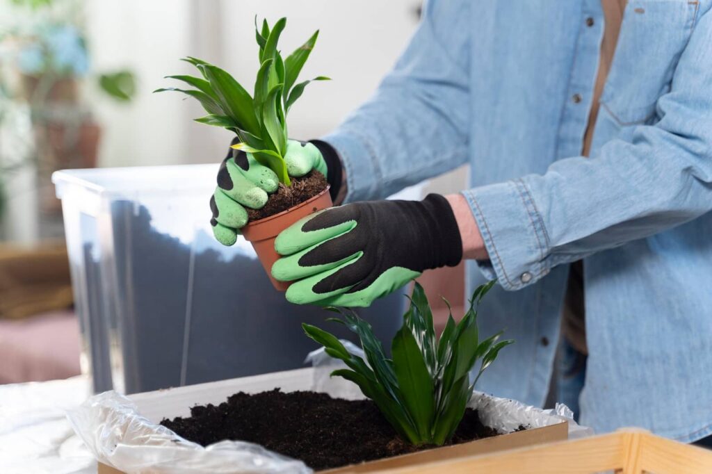 Un homme replante des plantes dans de nouveaux pots