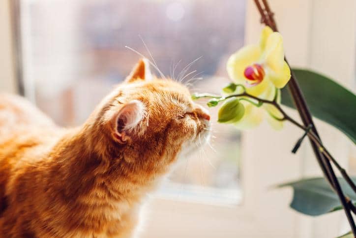 Plantes d&rsquo;Intérieur Sûres Pour Tous Les Membres